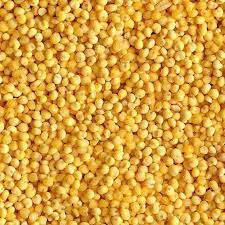 Sorgum Grain Yellow 500 gms