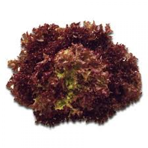 Red Lettuce