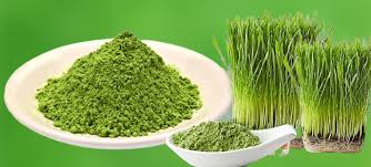 Jains Wheat Grass Powder 100 gms