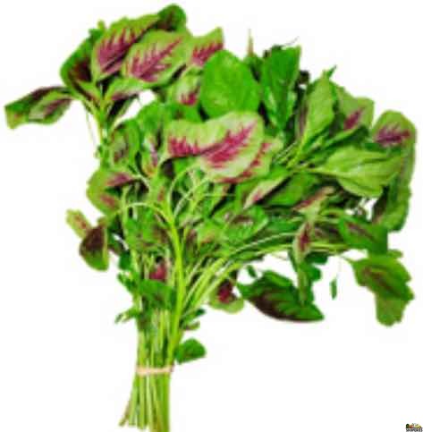 Amaranthus (Thotakura)