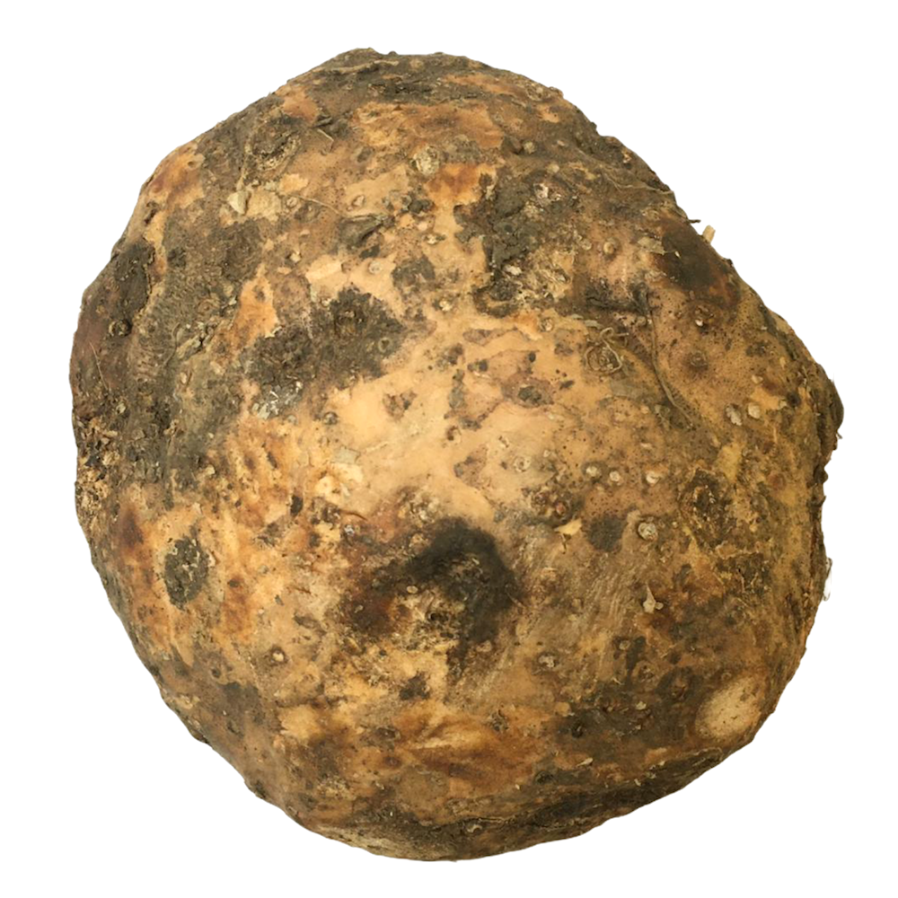ElephantAm