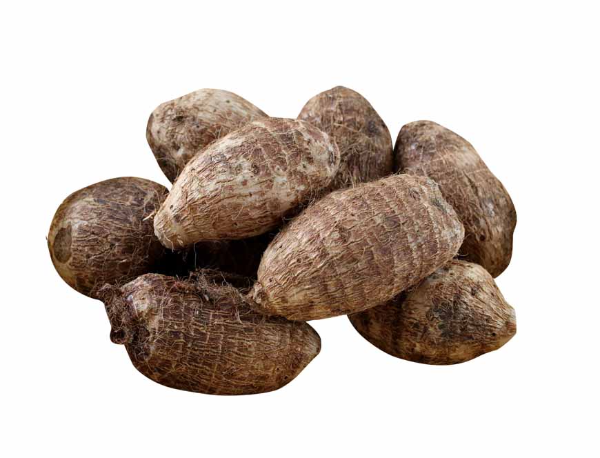 Colacasia (Chama)